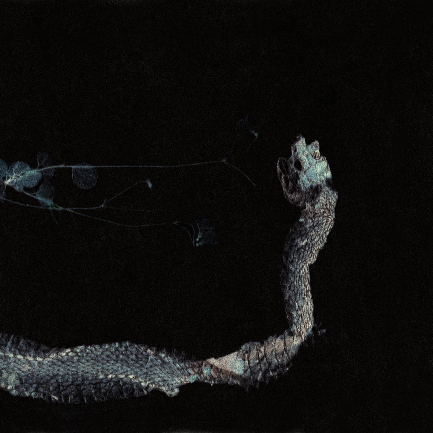 Tenhi - Maaäet (Vinyl 2-LP Gatefold)
