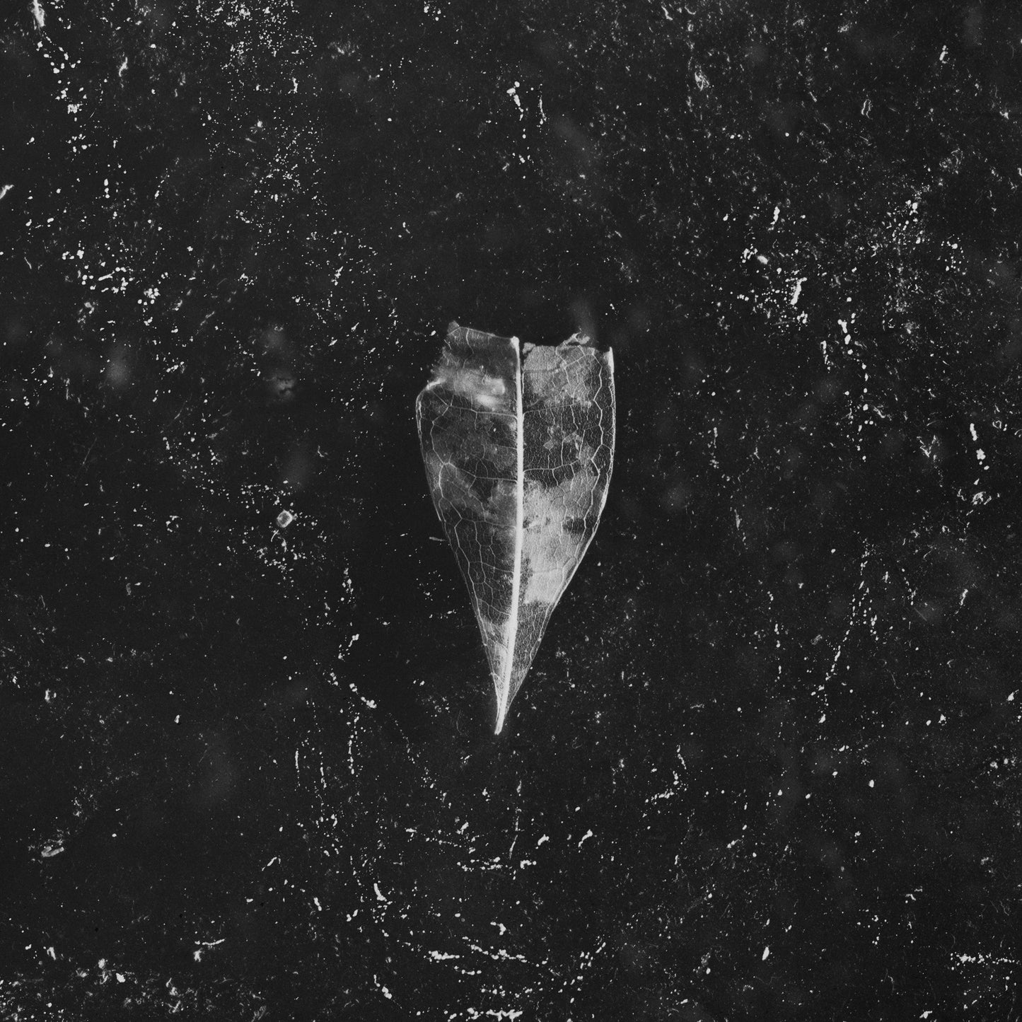 Abejas hicieron miel en la vena del árbol - Aion (Vinilo de 2 LP desplegable)