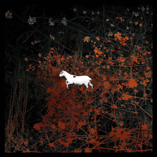 Les Discrets - Prédateurs (Boxset / Bundle - Complete Box - orange)