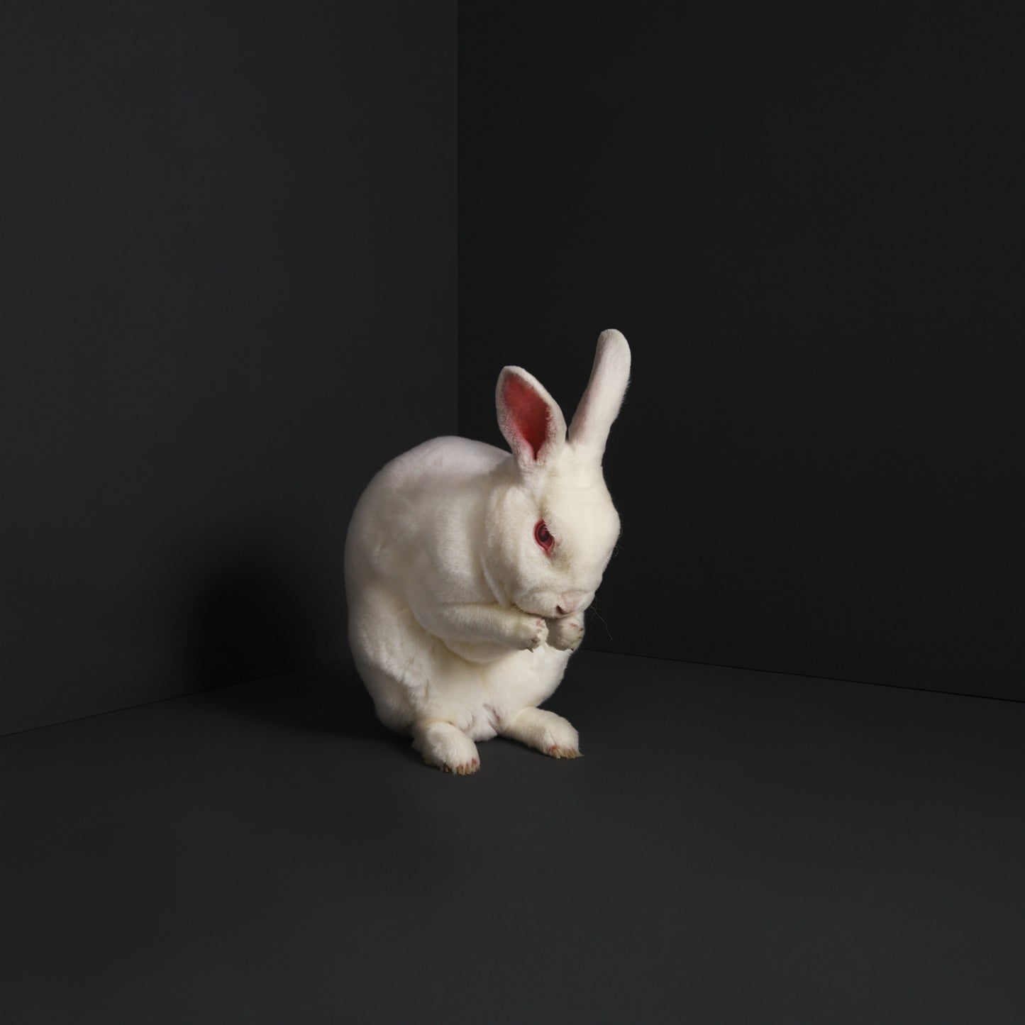 Brume - Rabbits (Vinyl LP - White)