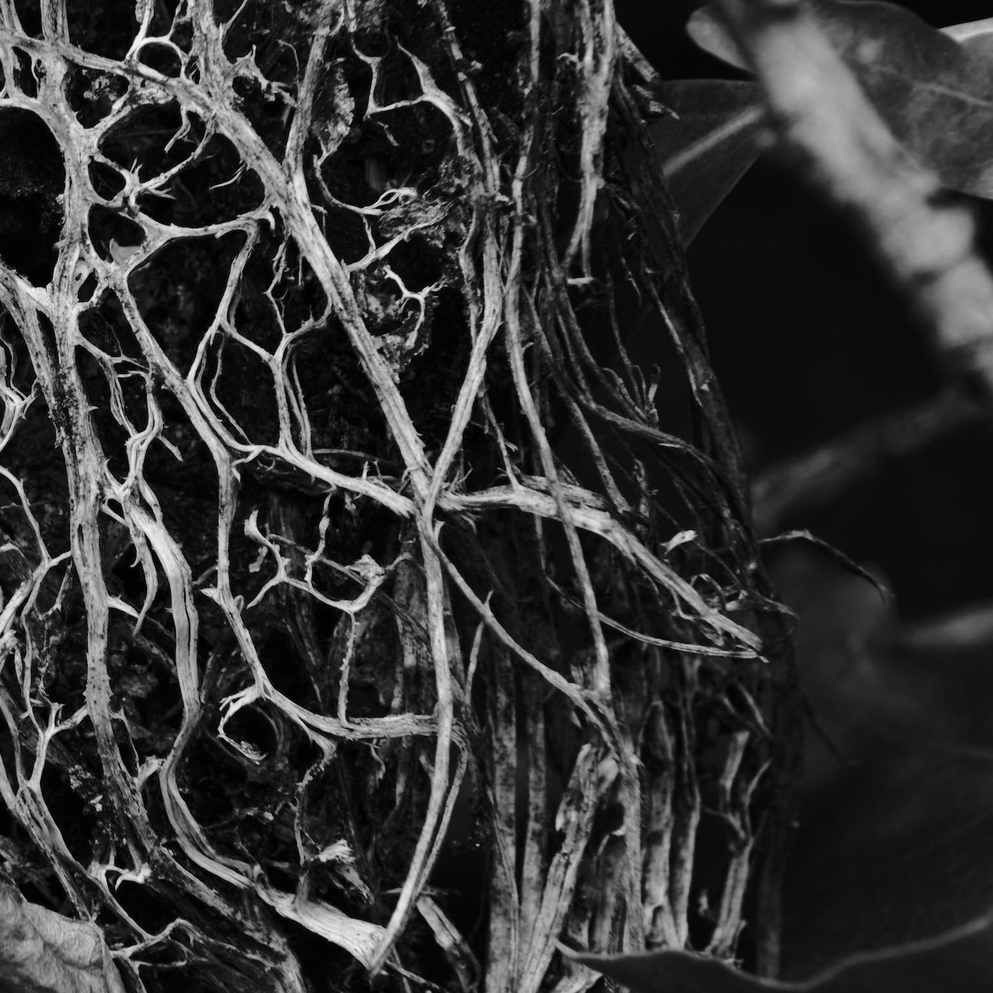 Hadopelagyal - Zalmathic Necroichorion (Vinyl 12" EP)